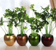 Tanaman ini memiliki kemampuan bertahan hidup yang sangat kuat, salah satu tanaman hias yang. Bunga Hiasan Sudut Ruang Tamu Site Title