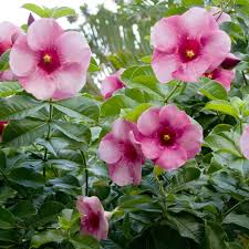 Image result for Allamanda
