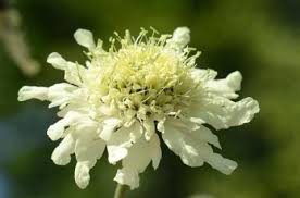 Image result for Dipsacaceae