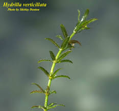 Image result for Hydrilla