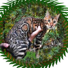 We did not find results for: Principessa Bengal Cats Bengal Cats Home Facebook