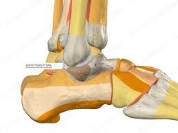 Image result for Talus