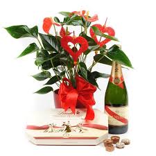 Maybe you would like to learn more about one of these? Anthurium Champagne Chocolate Box Flower Gift Sendgiftbasket Delivering Gifts Across Europe