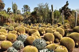 Where is the desert botanical garden in phoenix arizona. Desert Botanical Garden