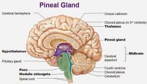 Check spelling or type a new query. Pengertian Kelenjar Pineal Fungsi Letak Struktur Dan Bagian Kelenjar Pineal Terlengkap Pelajaran Sekolah Online