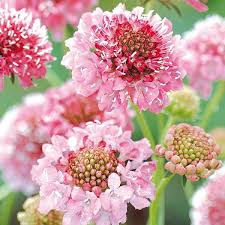 Skabiose Salmon Queen Wird Auch Nadelkissen Genannt Scabiosa Atropurpurea Wegen Ihrer Weissen Staubfaden Skabiosen Sind Skabiose Blumensamen Yucca Pflanze