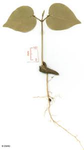 Image result for Indigofera ormocarpoides