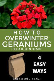 4 Easy Ways To Overwinter Geraniums Empress Of Dirt Video Video Geraniums Overwintering Geraniums Overwintering