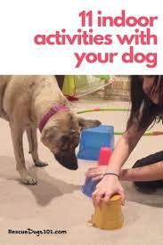 11 Fun Games To Play With Your Dog Inside In 2020 Agility Training For Dogs Dog Entertainment Dogs And Kids