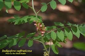 Image result for Indigofera