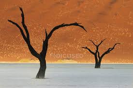 The camel thorn tree has some of the largest thorns in the world. Dead Camelthorn Trees National Park Namibia Stock Photo 124362470