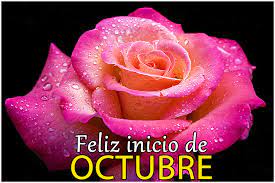 Morning Diamonds Beautiful Pink Roses Beautiful Flowers Images Beautiful Flowers