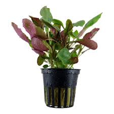 Popular easy aquarium plants for beginners include varieties of amazon sword and anubias barteri, anacharis, water sprite, and banana plants. Lobelia Cardinalis Tropica Aquarium Plants