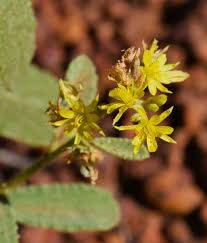 Image result for Triumfetta dekindtiana