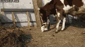 Find gifs with the latest and newest hashtags! This Cat Got A Cowlick Senor Gif Pronounced Gif Or Jif