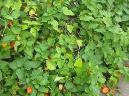 These turn to a very attractive deep orange in september. Chinese Lantern Berlin Plants Reading History In The Green Spaces Of The City