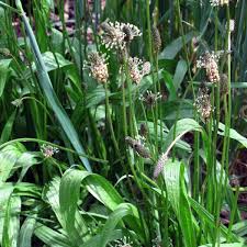 Image result for Cyathula lanceolata