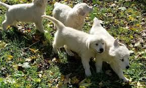 Our akc golden retriever puppies have excellent champion bloodlines! Golden Retriever Puppies For Sale Ehrhardt Sc 268755