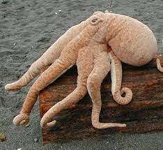 Pin On Octopi And Squidish Things