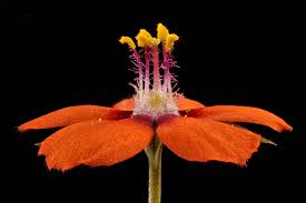 Image result for Anagallis barbata