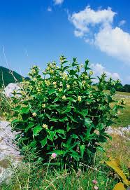 Image result for Vincetoxicum