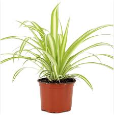 Image result for Chlorophytum macrophyllum