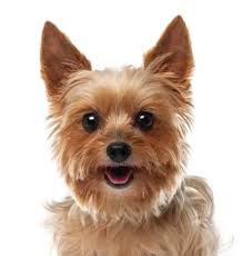 Dec 2, 2019·1 min read. Pet Dental Usa Where Every Month Is Dental Month For Your Pet