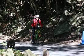 2019サイクリング屋久島 屋久島ヒルクライム2019 参加者募集 屋久島 ヒルクライム 島