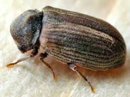 Actuellement environ 1.3 millions d'espèces les termites font partis de l'ordre des isoptères, il en existe 6 espèces en france. Xylophages E P H