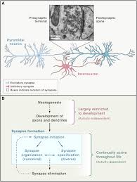 A vague meaning at first; Synaptic Neurexin Complexes A Molecular Code For The Logic Of Neural Circuits Cell