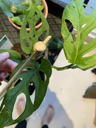 The two long branches on either side were not there at all when i first got it, there seems to be a new leaf unfurling every day, and there are many baby leaves sprouting from the soil. Monstera Adasonii Black Dots Gardening Forums