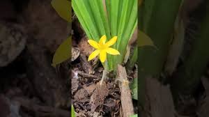 Image result for Curculigo pilosa