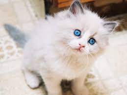 Oh iya, ini untuk harga aslinya. 11 Ciri Ciri Ras Kucing Anggora Yang Asli Lengkap