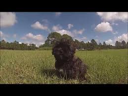 Jacob is a wonderful, very well mannered puppy. Havanese Puppies For Sale In Florida St Pete Sarasota Tampa Orlando Miami Fort Myers Youtube