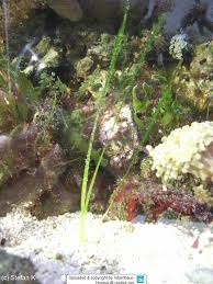 Image result for Zostera capensis