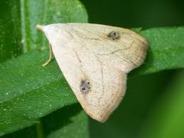 Image result for Hermannia parvula