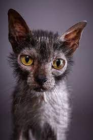10 Top Different Cat Breeds And Different Cat Personalities Lykoi Cat Cat Breeds Werewolf Cat