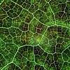 10 piante da interno per inverno: Https Encrypted Tbn0 Gstatic Com Images Q Tbn And9gctf552rtykv3mjmg Slki54d Ui87qfgkwmm0mmfgbrukqmbdij Usqp Cau