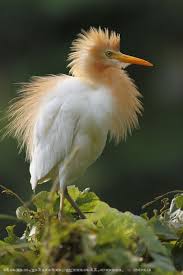 黃毛丫頭 little yellow head pet birds beautiful birds animals beautiful