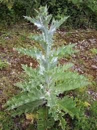 Violets are common lawn weeds that can be gotten rid of easily. Nc Weeds