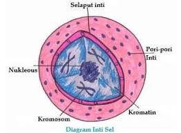 Maybe you would like to learn more about one of these? Struktur Nukleus Inti Sel Sejarah Ciri Fungsi Gambar