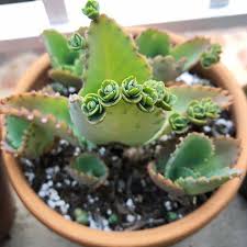 Put the cactus in a warm, sunny place. Home Succulents Plants Types Of Succulents