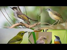 Check spelling or type a new query. Suara Burung Ribut Suara Pikat Burung Kecil Youtube