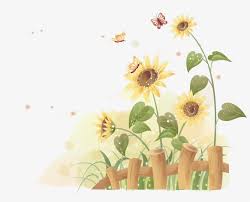 Choose from 180000+ flowers graphic resources and download in the form of png, eps, ai or psd. Free Common Sunflower Art Photography Yellow Vector Png Image Transparent Png Free Download On Seekpng