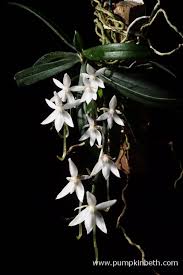 Image result for Aerangis appendiculata