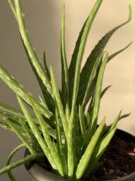 Image result for Aloe vera