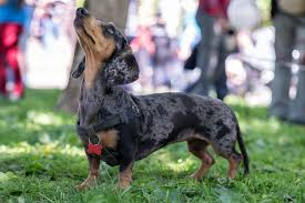 Kaninchen dachshund measurements unlike the akc, the fci breed standard does not consider the height or weight of the dog. How Much Exercise Does A Miniature Dachshund Need