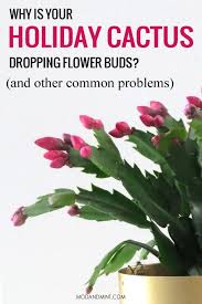 Repotting a christmas cactus too frequently can also result in damage to the roots, which can stunt the plant's growth or now that your christmas cactus has been repotted, you can give it a thorough watering. Common Holiday Cactus Care Problems Christmas Cactus Plant Holiday Cactus Easter Cactus