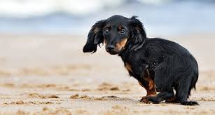 Yes they are both the same dog. Miniature Dachshund Health Insurance Embrace