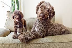 This recipe is low carb, sugar free, gluten free, and a trim healthy mama s fuel. Top 65 Best Poodle Mixes Which Doodle Dog Is Right For You